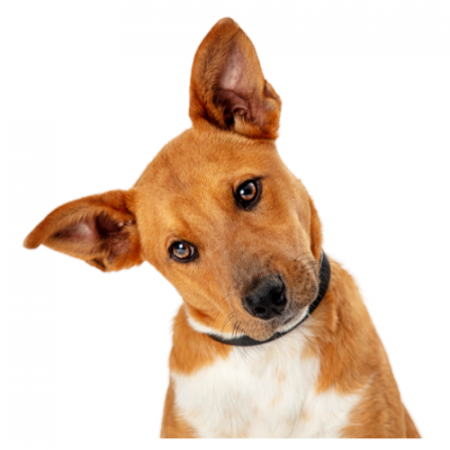 Perro