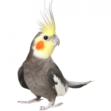 Pajaro