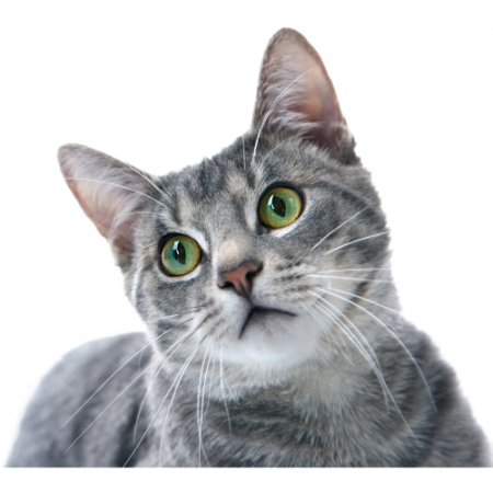 Gato